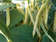Haricot Cherokee Jaune